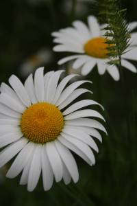 Two daisies Two daisies