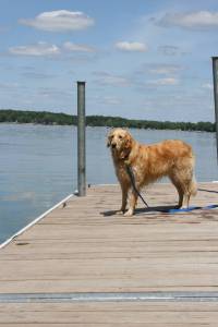 Dog Dog days of summer, Kelly Lake