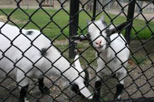 Goats Playful zoo goats