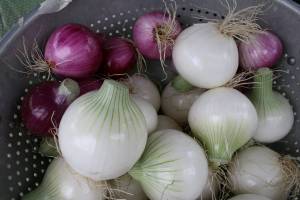 Onions Onions
