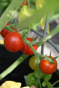 Cherry tomatoes Sweet 100 tomatoes