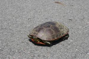 Turtle Crossing the road, near Roberds Lake.