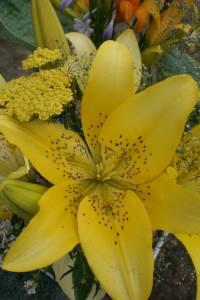 Virgil's lily Virgil's lily