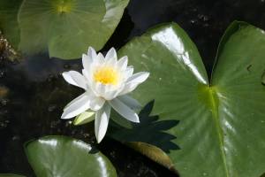 Water lily on Cedar Lake