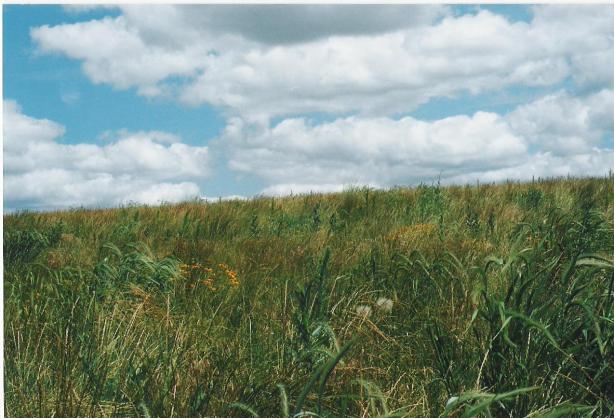 Prairie grass
