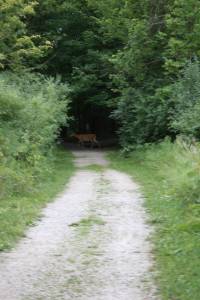 See that deer. Yeah, there, in the distance, under the canopy of trees.
