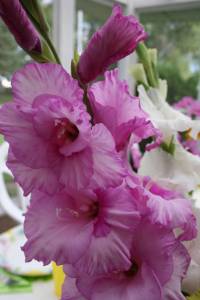 Gladiolus A bouquet of gladiolus.