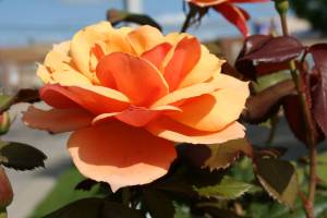 Rose Most roses have already reached their peak bloom.