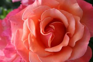 Rose close-up Bend close and breathe in the sweet perfume of a rose.