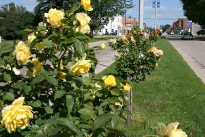 Rosebushes Rosebushes stretch for four blocks along Gunderson Boulevard.