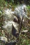 Milkweed Pods