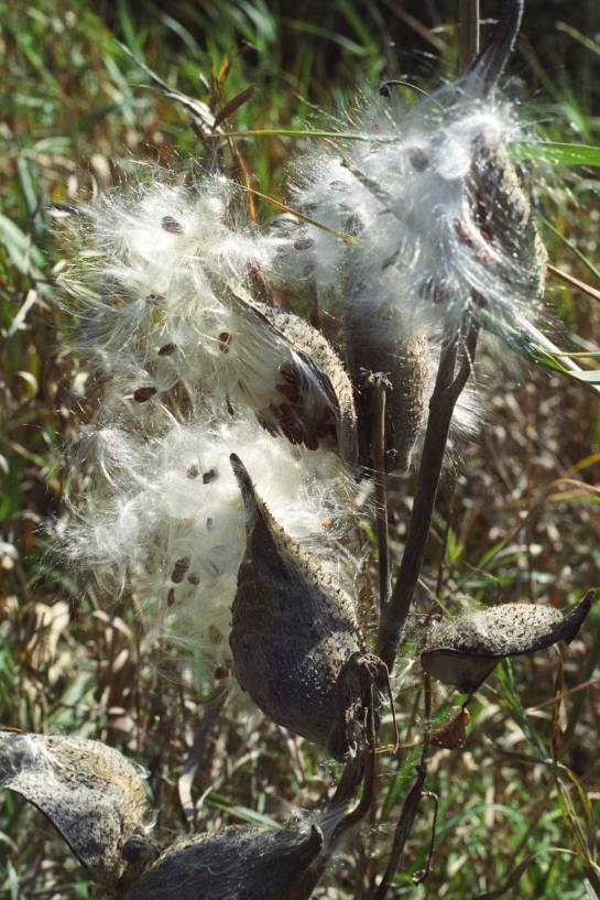 Milkweed pods, along the Minnesota River Valley National Scenic Byway near Morton, autumn 2006