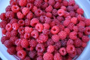 Just-picked domestic raspberries