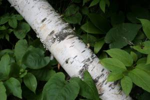 Birch log The White Birch Artists are kicking off Art Leap 2009 with a reception from 3 - 6 p.m. Sept. 25 at the Park Rapids Area Library.