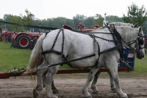 Two types of horse power.