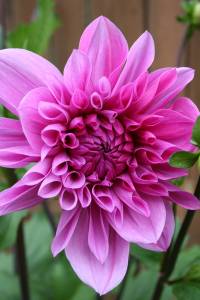 Lavender dahlia