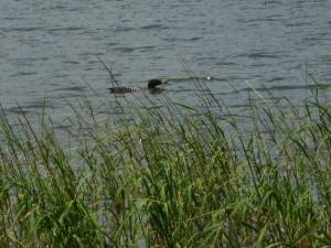 Loon My daughter Miranda photographed this loon in Lake Itasca.
