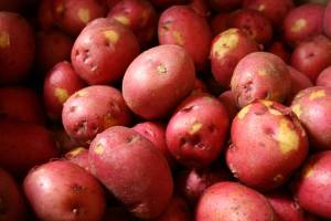 Fresh red potatoes are popular with shoppers.