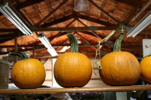 Pumpkin season is just beginning at Twiehoffs. By late fall, wagons will brim with all sizes and shapes of pumpkins.