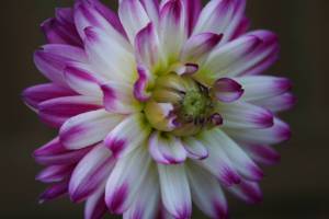 Purple & white dahlia