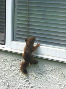 Squirrel climbing Squirrel climbing