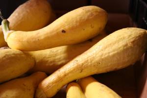 Summer squash by the box full.