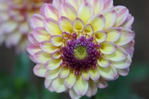 Sunny dahlia