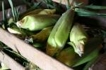Sweet corn
