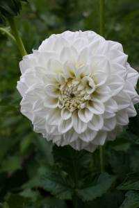 White dahlia