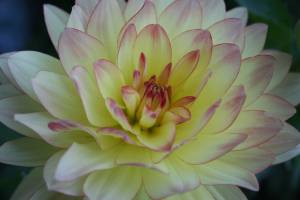 Yellow dahlia