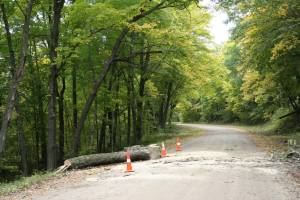 A fallen tree on Farmer Trail.
