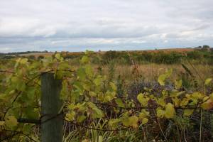 Across the fence line, a spectacular autumn vies from the Valley Grove Cemetery.