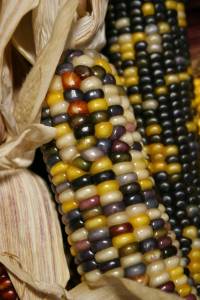 Indian corn at Twiehoff's Gardens
