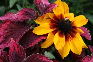 Lake Harriet flowers