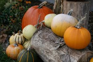 As a floral designer at Waseca Floral, Lanae always has delightful decor both inside and outside her home.