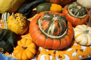 Squash, mini pumpkins and gourds at Twiehoff's Gardens.