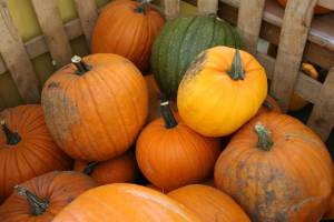 Pumpkins at Trump's Orchard