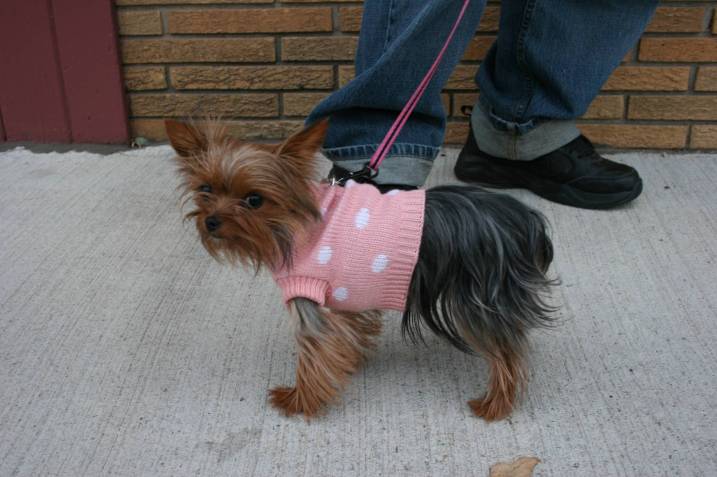 I saw dogs similar to this one (except white fur) in the grocery store today. Minnesota Prairie Roots file photo.
