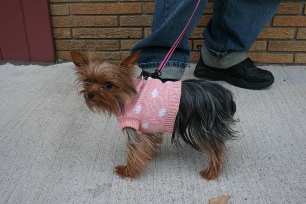 I saw dogs similar to this one (except white fur) in the grocery store today. Minnesota Prairie Roots file photo.