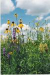 Prairie flowers