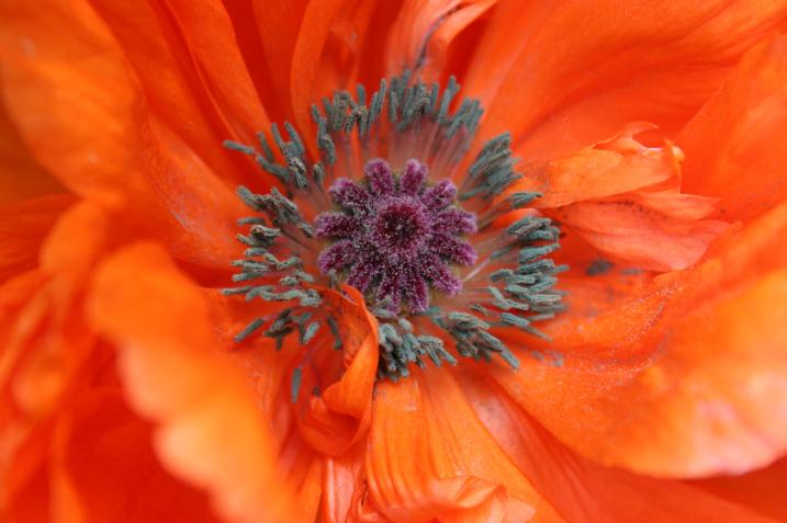 Poppies have long been associated with honoring and remembering veterans. I photographed this poppy in my neighbor, Cheri's, yard this past summer.