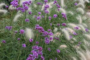 Lyndale Park Rose Garden flowers and grasses