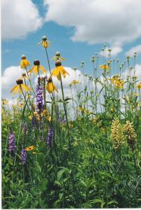 Prairie flowers at the Laura Ingalls Wilder dug-out site
