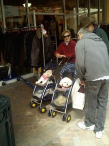 dogs in strollers