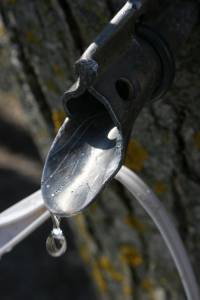 Maple sap