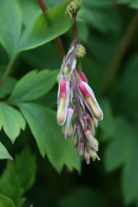 Bleeding heart buds
