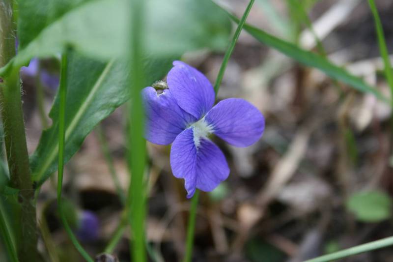 A wild blue violet in my lawn. Minnesota Prairie Roots file photo.