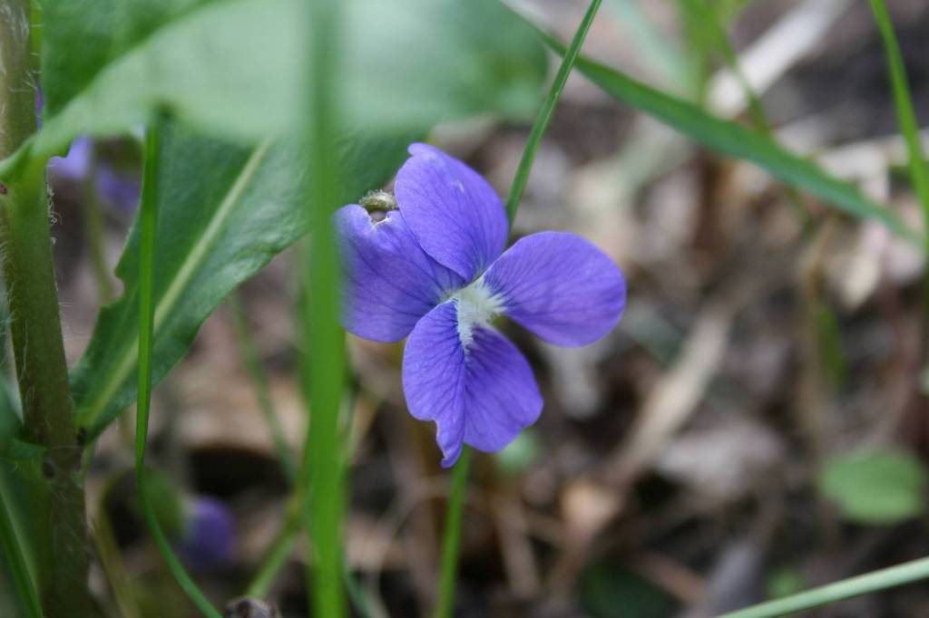 A wild blue violet in my lawn. Minnesota Prairie Roots file photo.