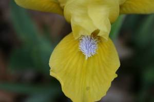 Iris close-up