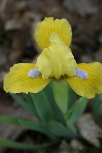 Yellow iris